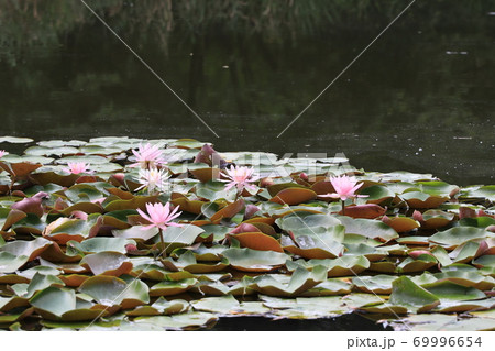 ひっそりと咲くスイレンの花 ひっそりと咲くスイレンの花 69996654