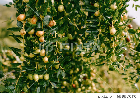 Close-up of tree branches with fruits Zizyphus. Close-up of tree branches with fruits Zizyphus. 69997080