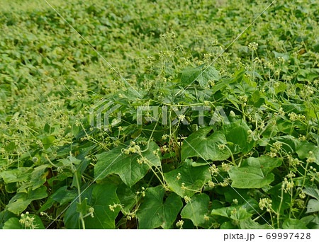 アレチウリの群生 アレチウリの群生 69997428