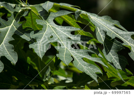 green leaf of  papaya fruit 69997565