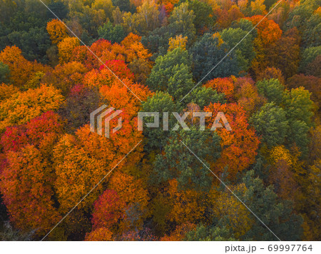 Drone view of colorful tree tops, Lithuania Drone view of colorful tree tops, Lithuania 69997764