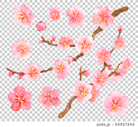 水彩たくさんの梅の花 69997848