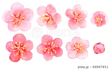 水彩梅の花やつぼみのイラスト素材