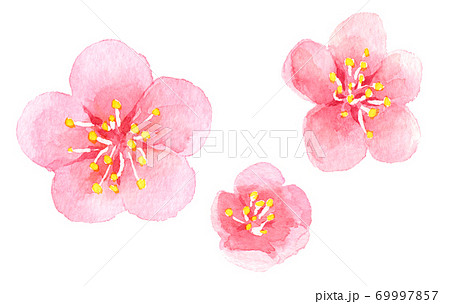 水彩3つの梅の花のイラスト素材