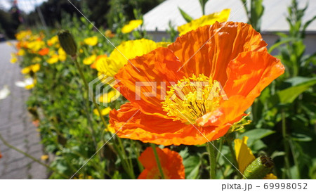 春のイメージ 黄色とオレンジ色のポピーの花の写真素材