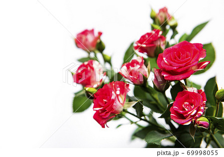 Red roses on white 69998055