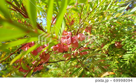 明るい色の新芽と赤く可憐な花 明るい色の新芽と赤く可憐な花 69998094