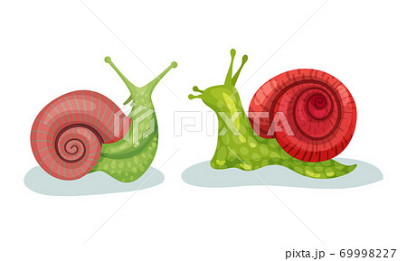 Crawling Snails As Shelled Gastropod With のイラスト素材