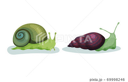 Crawling Snails As Shelled Gastropod With のイラスト素材