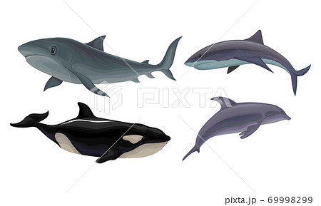 Marine Habitant with Dolphin and Shark Vector Set Marine Habitant with Dolphin and Shark Vector Set 69998299
