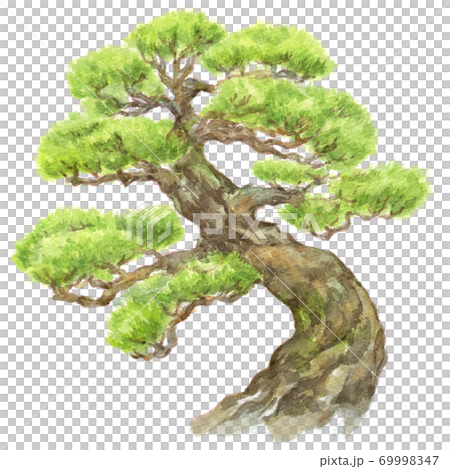 水彩松の木 69998347