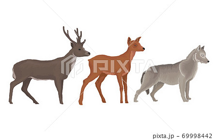 Wild Mammals Like Deer with Antlers and Wolf as Forest Habitant Vector Set 69998442