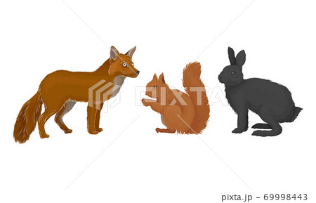 Wild Mammals Like Fox and Squirrel as Forest Habitant Vector Set 69998443