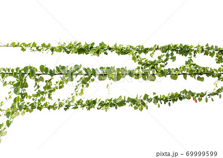 Plants ivy. Vines on poles on white background. Clipping path 69999599