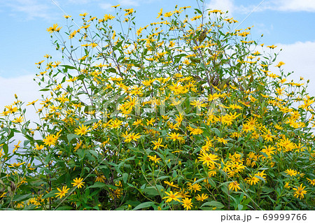 秋の畑に咲く菊芋の花の写真素材