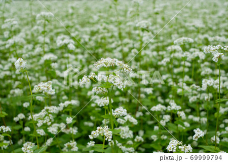 蕎麦の花畑　 69999794