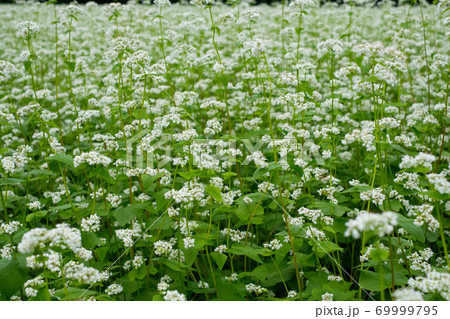 蕎麦の花畑　 69999795