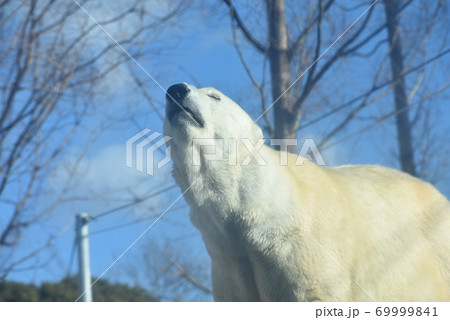 シロクマと空 シロクマと空 69999841