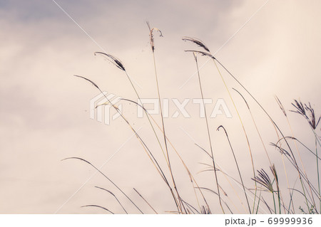 beautiful spring or summer nature background with fresh grass beautiful spring or summer nature background with fresh grass 69999936