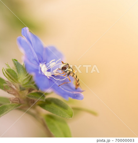 Purple flowers with insects. Purple flowers with insects. 70000003