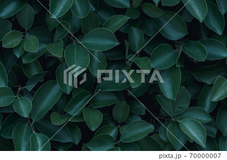 green leaf background green leaf background 70000007