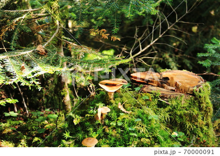 初秋の北八ヶ岳の森 苔のある風景 初秋の北八ヶ岳の森 苔のある風景 70000091