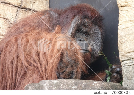 暑くて黄昏中 70000382