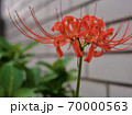 彼岸花 70000563