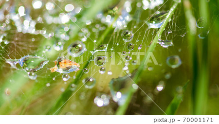 Water drops on the web as a background 70001171