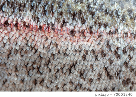 Scales on trout fish as abstract background Scales on trout fish as abstract background 70001240