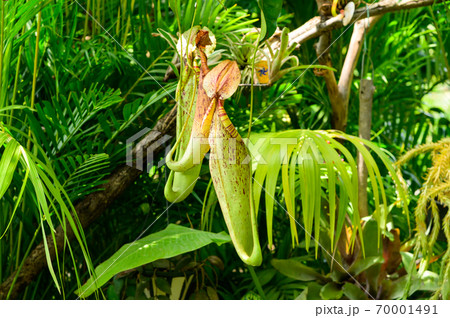 食虫植物 ウツボカズラの写真素材