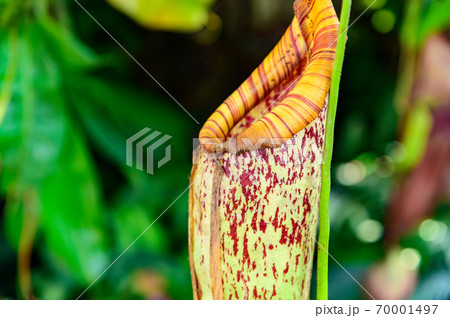 食虫植物　ウツボカズラ 70001497