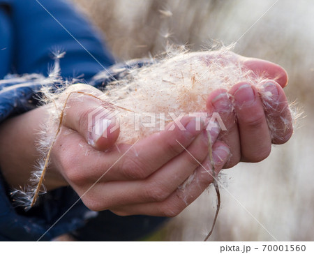 Reed in the boy's hand 70001560