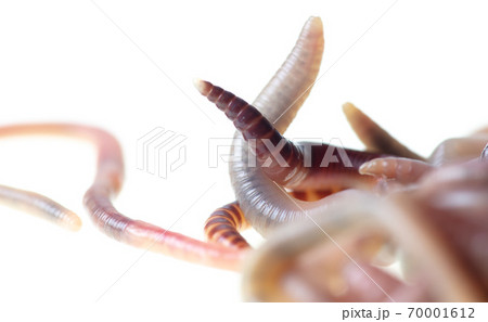 Earthworms isolated on a white Earthworms isolated on a white 70001612
