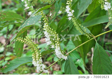 白くて可憐な小花が並ぶシモバシラ 9月撮影 白くて可憐な小花が並ぶシモバシラ 9月撮影 70001623