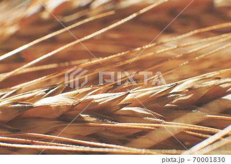 rye spike closeup. rye spike background. rye spike closeup. rye spike background. 70001830