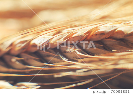 rye spike closeup. rye spike background. rye spike closeup. rye spike background. 70001831