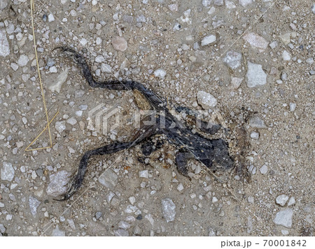 frozen dead common mountain frog after winter season frozen dead common mountain frog after winter season 70001842