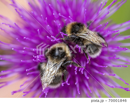 bee on cardoon flower detail close up bee on cardoon flower detail close up 70001846