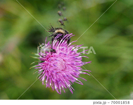 flies approaching a bee on cardoon flower detail close up flies approaching a bee on cardoon flower detail close up 70001858