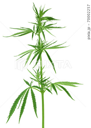 Cannabis leaf isolated on white background with clipping path and full depth of field Cannabis leaf isolated on white background with clipping path and full depth of field 70002257