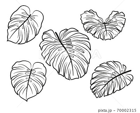 Monstera Leaves Pictograms Monstera Leaves Pictograms 70002315