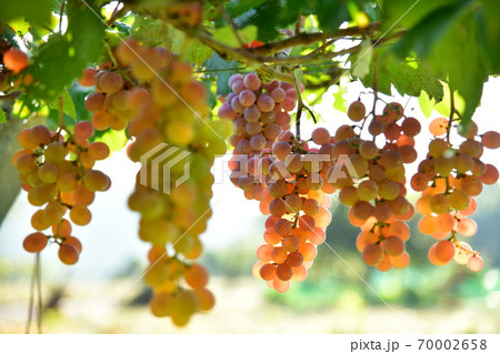 ブドウ　甲州種 70002658