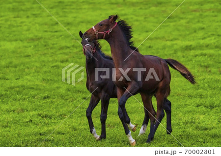 夕暮れの競走馬の牧場　夜間放牧の仔馬（当歳馬）　イメージ　北海道 70002801