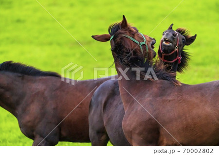 夕暮れの競走馬の牧場 夜間放牧の仔馬(当歳馬) イメージ 北海道 夕暮れの競走馬の牧場 夜間放牧の仔馬(当歳馬) イメージ 北海道 70002802
