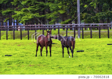 夕暮れの競走馬の牧場 夜間放牧の仔馬(当歳馬) イメージ 北海道 夕暮れの競走馬の牧場 夜間放牧の仔馬(当歳馬) イメージ 北海道 70002818