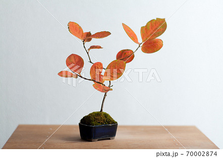 紅葉した柿の盆栽, 秋 70002874