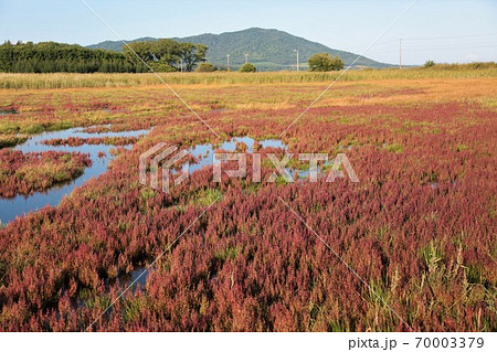 キムアネップ岬サンゴ草群落（北海道常呂町） 70003379