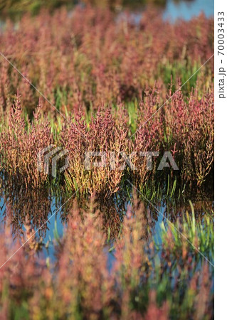 サンゴ草 70003433