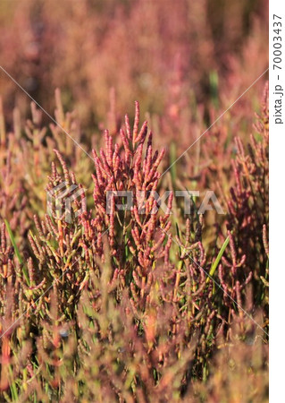 サンゴ草 サンゴ草 70003437